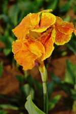Canna - Yellow King Humbert