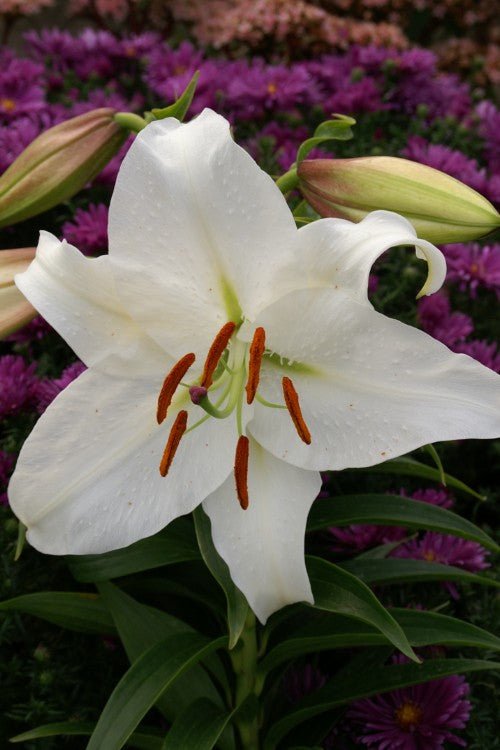 white casablanca lily Casa Blanca