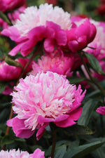 Peony - Celebrity