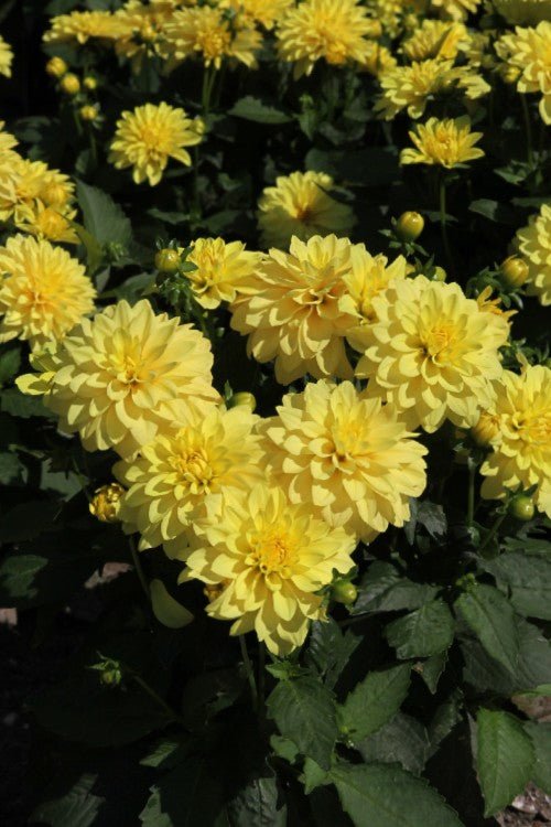Dahlia - Cezanne