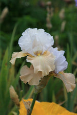 Bearded Iris - Champagne Elegance