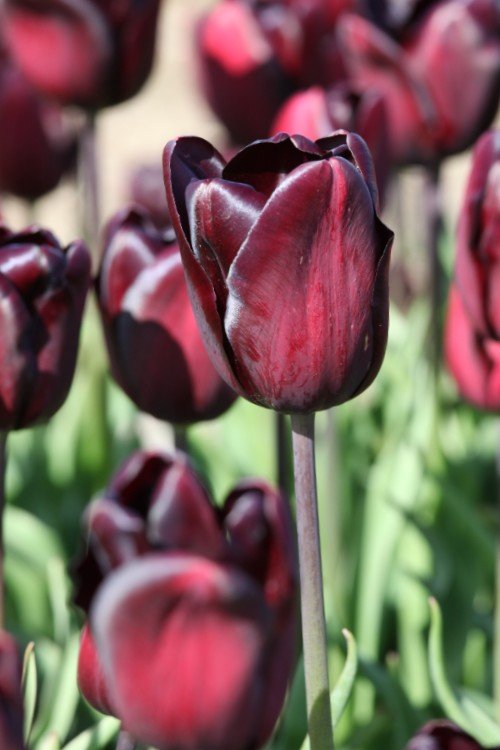 Tulip - Continental