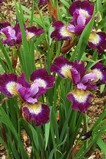 Iris Siberica - Contrast in Styles
