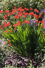 Crocosmia - Lucifer