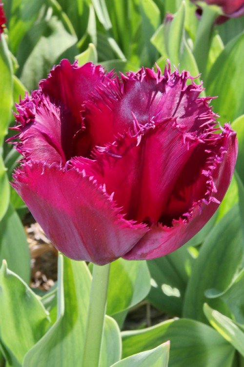 Tulip - Curly Sue