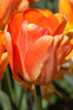 Close-up of a Darwin hybrid Daydream with shiny orange petals