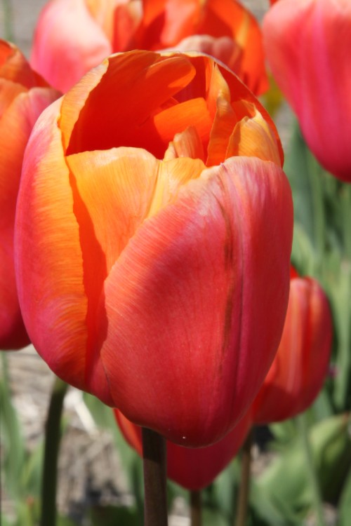 Close-up of a Single Late tulip called Dordogne, with orange-yellow petals
