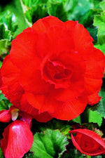 Begonia - Double Red