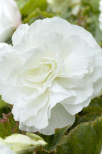 Begonia - Double White