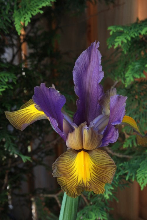 Enchanting Dutch Iris blooms: meet the alluring Eye of the Tiger.