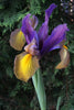 Dutch Iris eye of the tiger with yellow, blue and purple petals