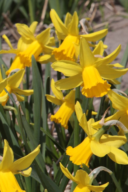 Cheerful February Gold daffodil brings warmth to winter landscapes.