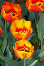 Tulip - Flair