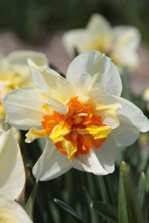 Close-up of Daffodil Flower drift, with white petals and orange heart