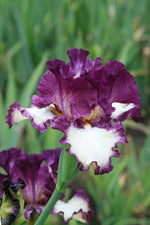 Bearded Iris - Footloose