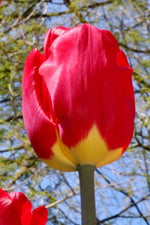 Tulip - Fostery King