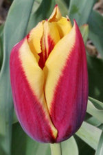 Tulip - Gavota