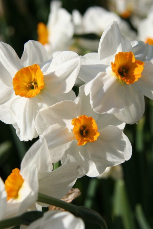 Daffodil - Geranium
