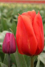 Tulip - Giant Orange Sunrise