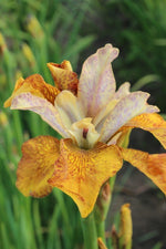 Iris Siberica - Ginger Twist