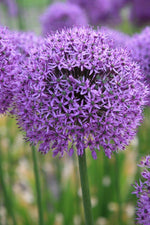 Allium - Giganteum