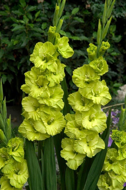 Gladiolus - Green Star