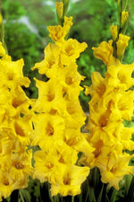 Gladiolus - Nova Lux