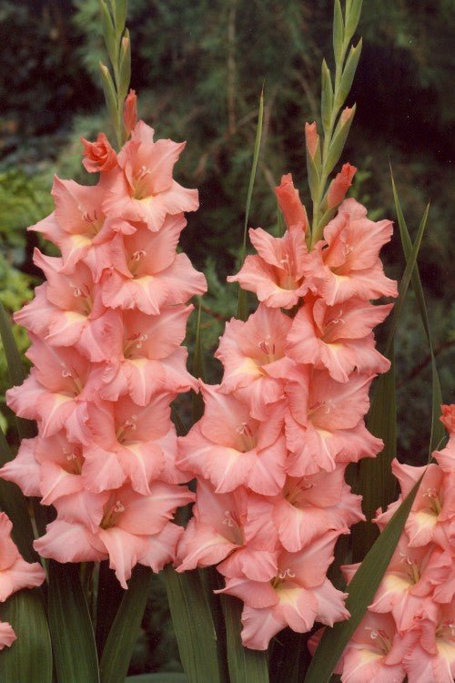 Gladiolus - Spic & Span