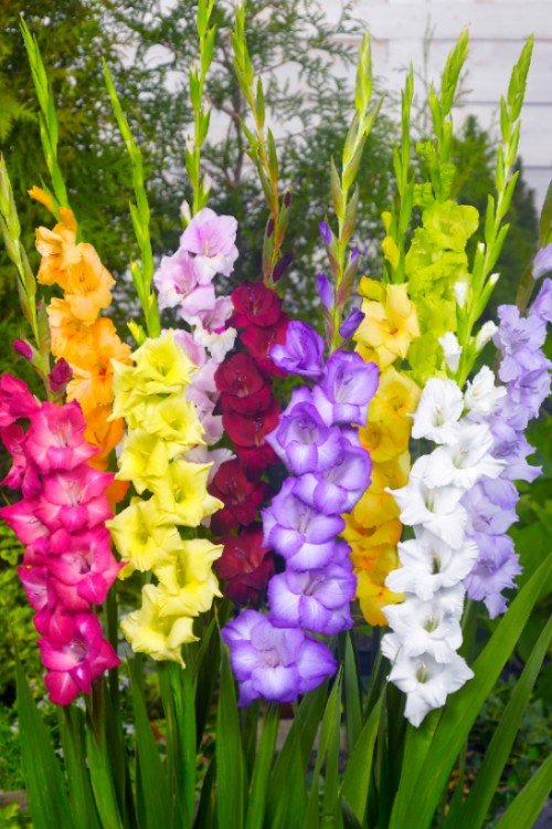 Gladiolus - Gladiolus Mixed