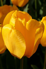 Tulip - Golden Apeldoorn