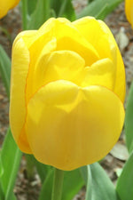 Tulip - Golden Parade