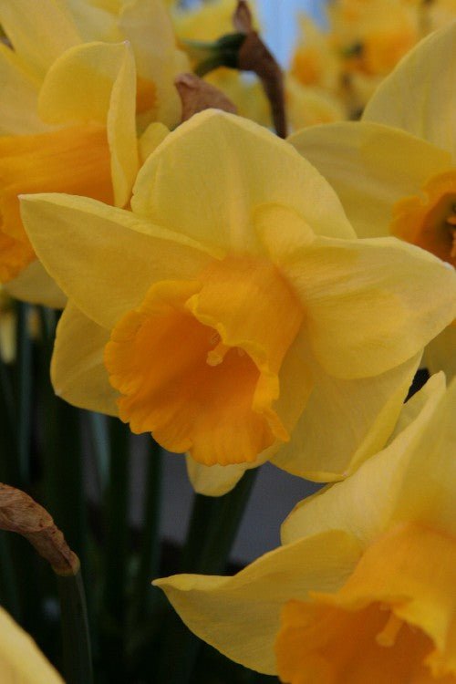 Daffodil - Golden Salome
