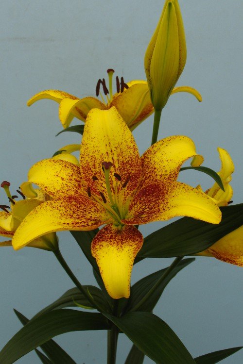 gold lily flower Golden Stone