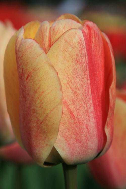 Tulip - Gudoshnik