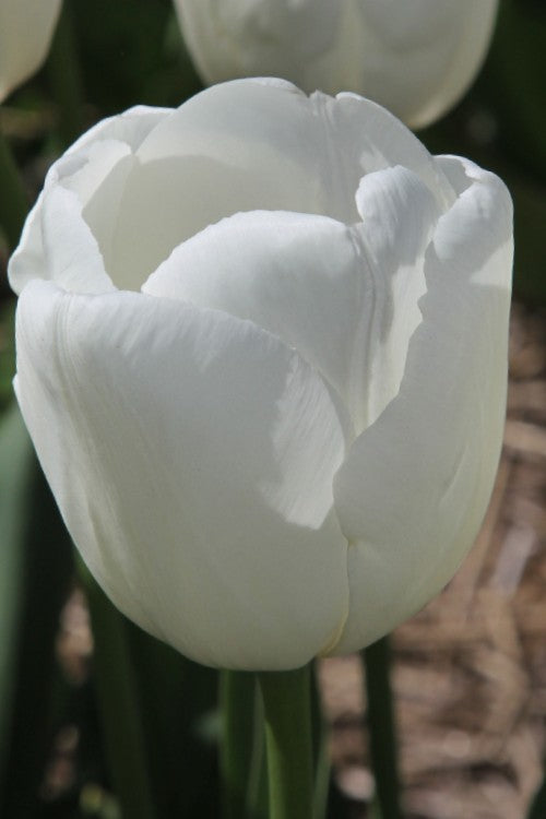 Darwin hybrid Hakuun close-up, white petals in full bloom on green stem
