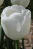 Darwin hybrid Hakuun close-up, white petals in full bloom on green stem