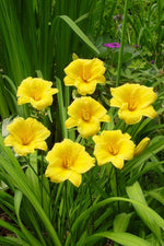 Daylily - Stella d'Oro