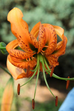 Lily - Henryi
