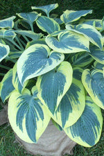 Hosta - First Frost