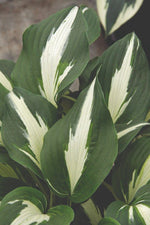 Hosta - Night Before Christmas