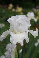 Bearded Iris - Immortality