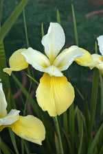Iris Siberica - Butter and Sugar