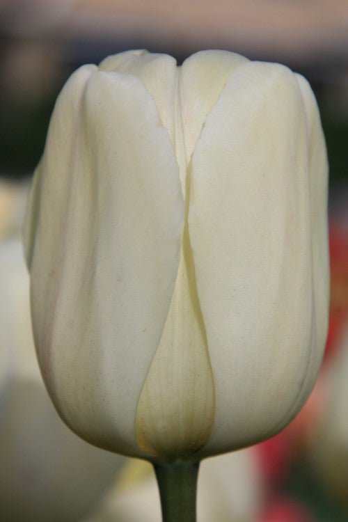 Tulip - Ivory Floradale