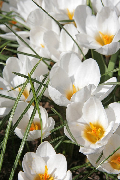 Jeanne D'Arc crocus, a snowy-white beauty blooming in spring.