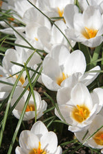 Crocus - Jeanne D' Arc