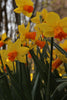 Jetfire daffodil blooms with fiery orange petals, a spring delight.