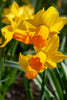 Vibrant Jetfire daffodil: a burst of sunshine in the garden.