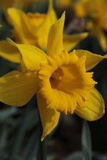 Daffodil - King Alfred