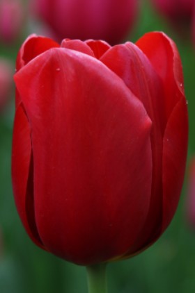 Close-up of a bright red single late tulip, called Kingsblood.