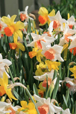 Daffodil - Mixed Large Cup
